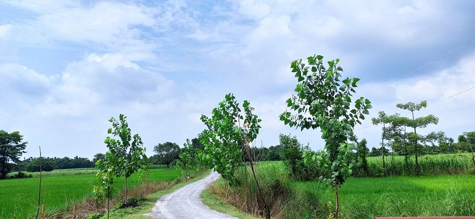 Route Rural Plantation - Photo gratuite sur Pixabay - Pixabay