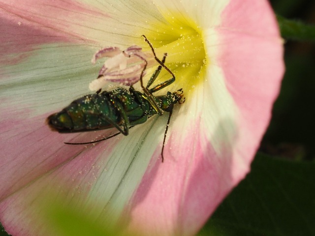 Pollen, Käfer, Insekt, Insekt