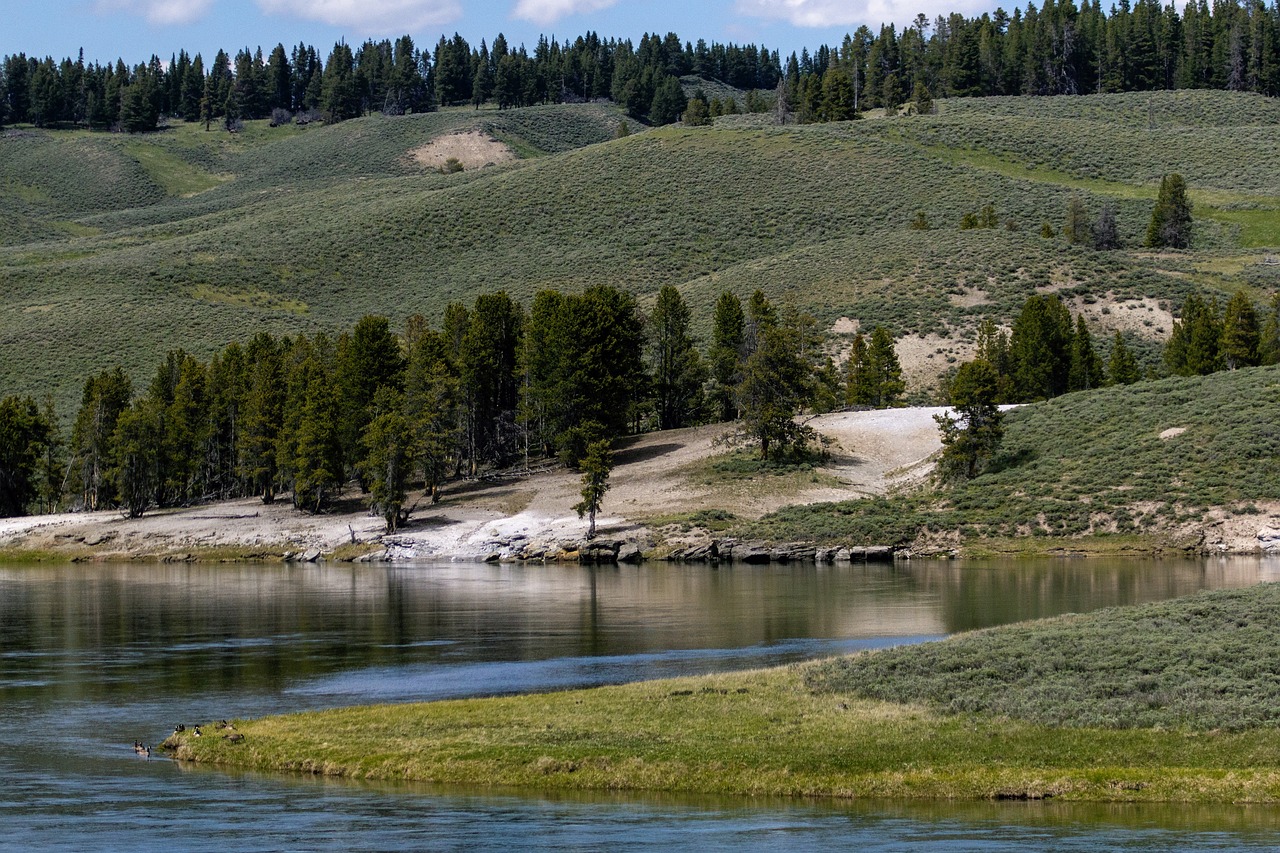 Yellowstone Trees Forest Free photo on Pixabay Pixabay