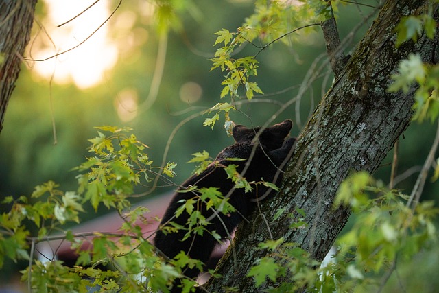 Free Bear Tree photo and picture