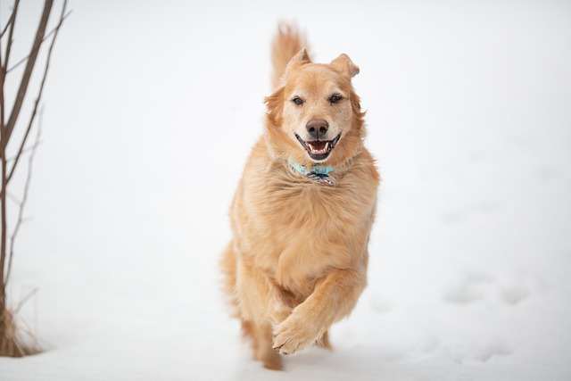 Free Dog Animal photo and picture
