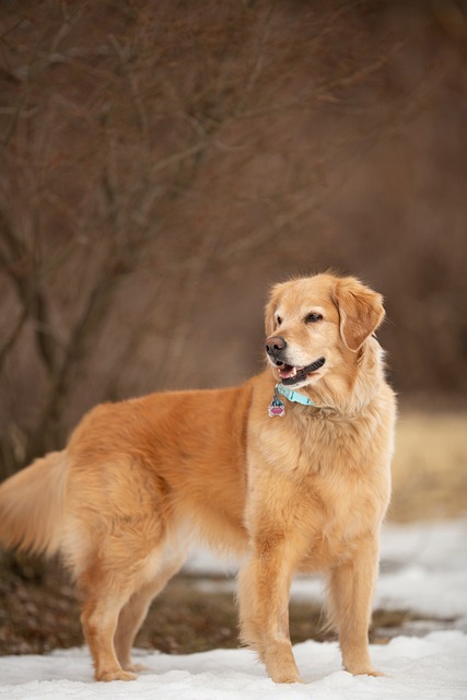 Free Dog Animal photo and picture