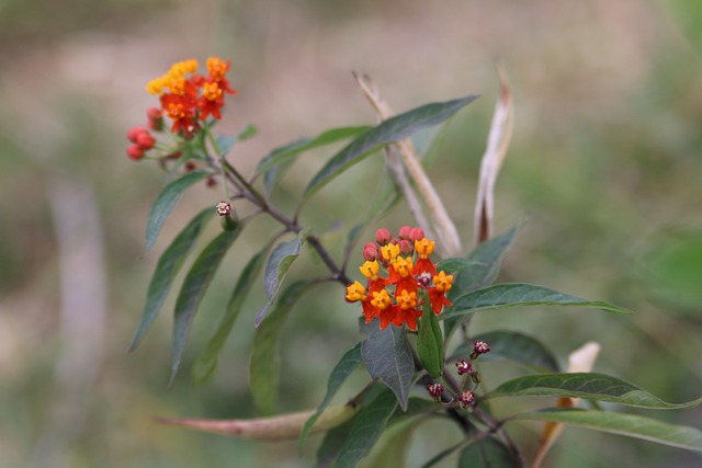 Bloemen, Plantaardige, Bladeren