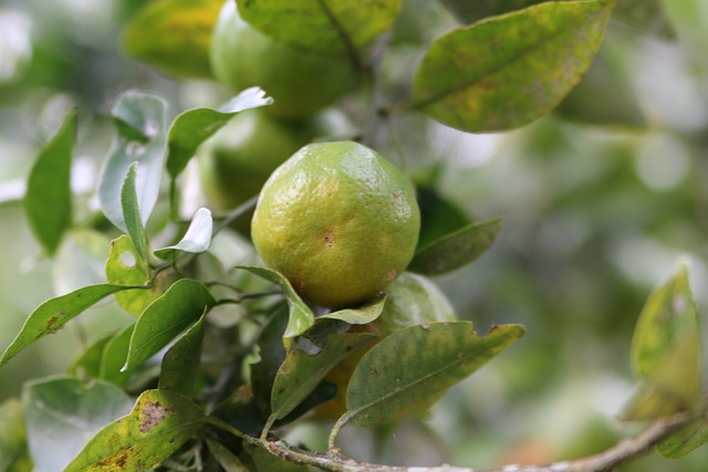 Groente, Oranje, Fruit, Kleur, Citrus