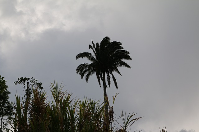 Palma, Palm, Eiland, Strand, Palmen
