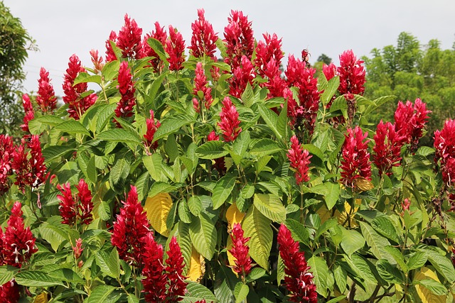 Bloemen, Struik, Schat, Wolk, Groente