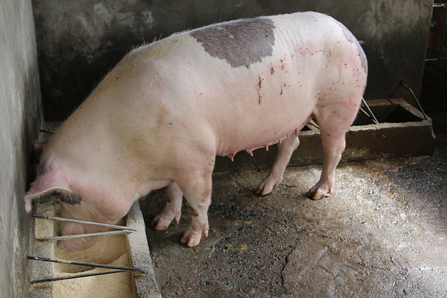 Varken, Eten, Voedsel, Varkensvlees