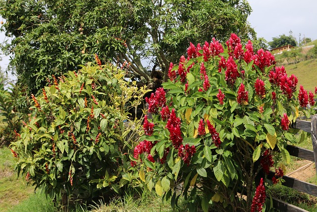 Bomen, Mango, Fruit, Rood, Gezonde