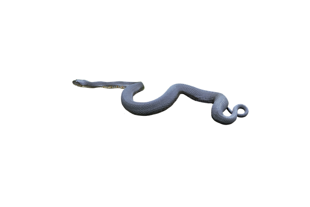 Free snake serpent wild illustration
