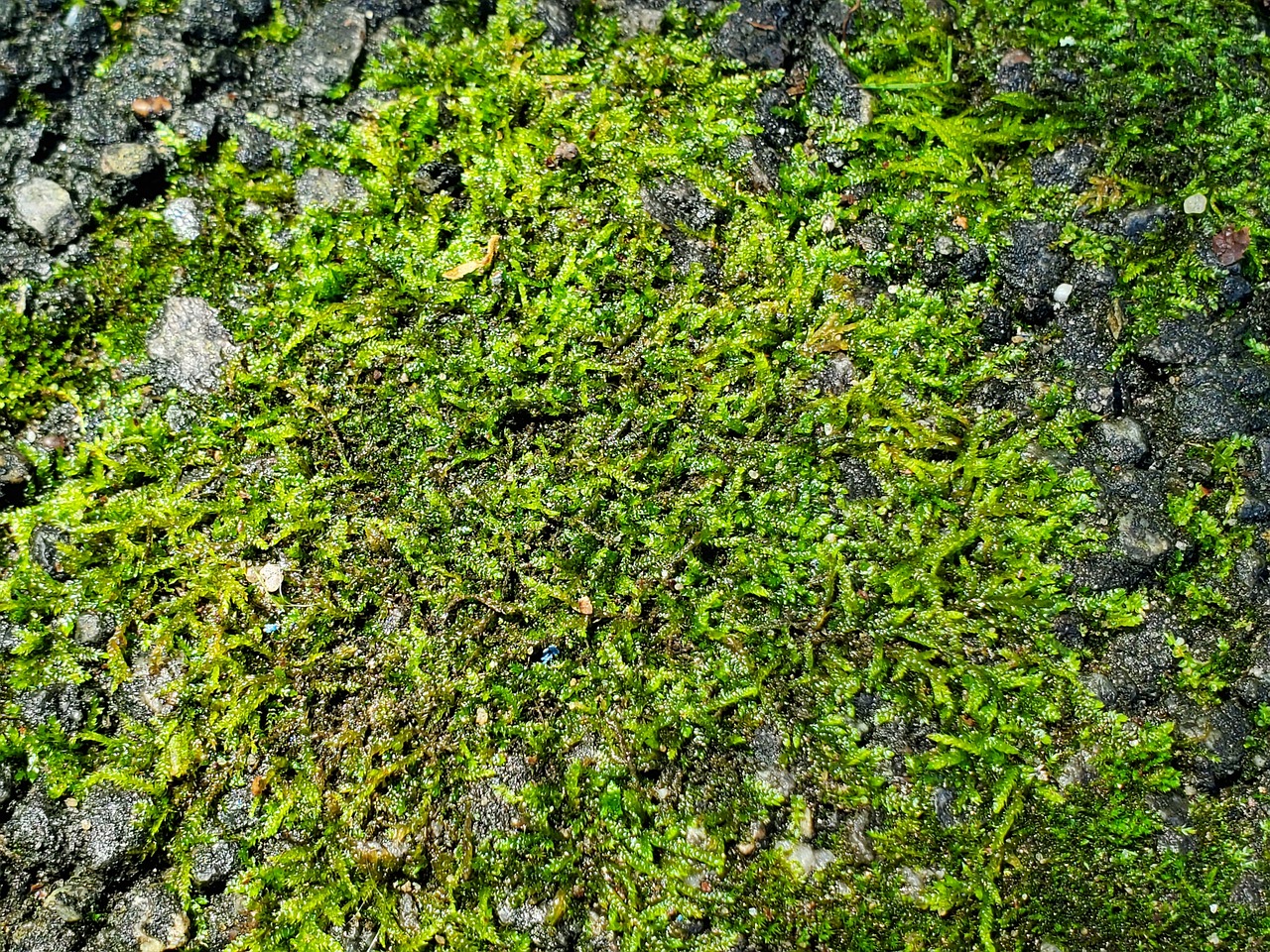 Moss Nature Free Photo On Pixabay Pixabay moss-nature-free-photo-on-pixabay-pixabay