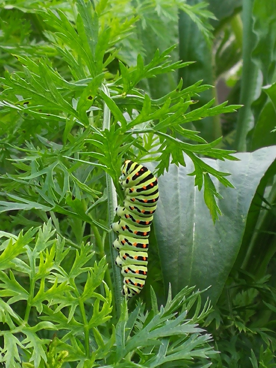 Raupe Schmetterling Herbst - Kostenloses Foto auf Pixabay - Pixabay