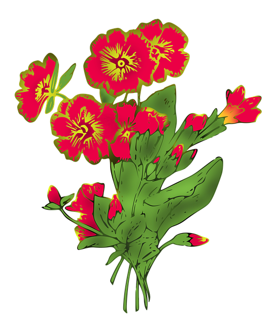 Free primula primrose well illustration