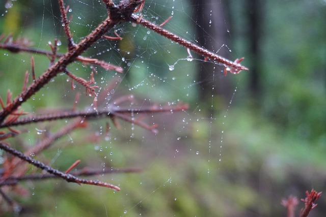 Free Cobweb Nature photo and picture