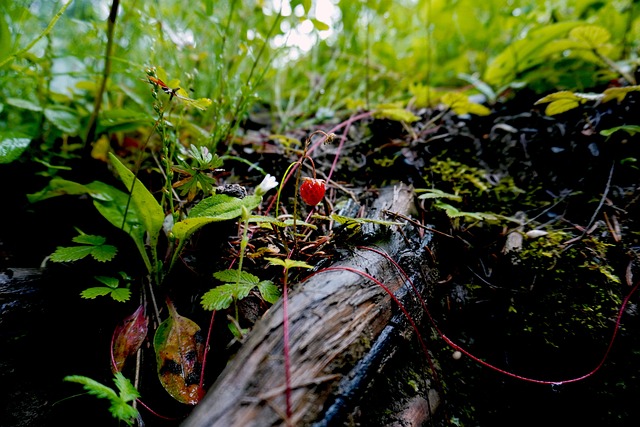 Free Raspberry Countryside photo and picture