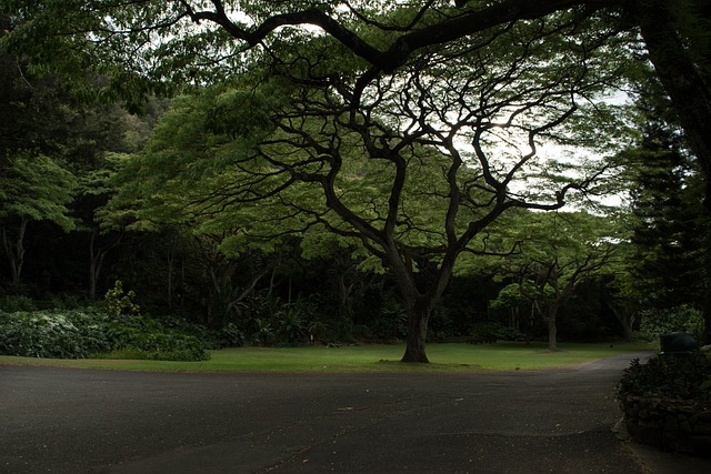 Ancestral, Biodiversidade, Botânico