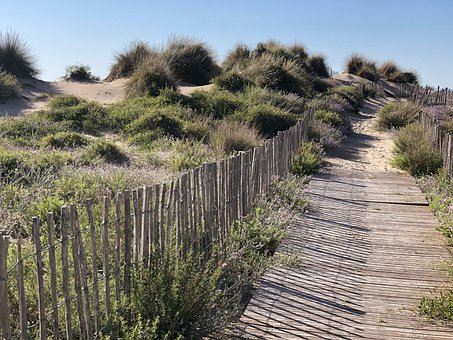 Free Beach Dune photo and picture