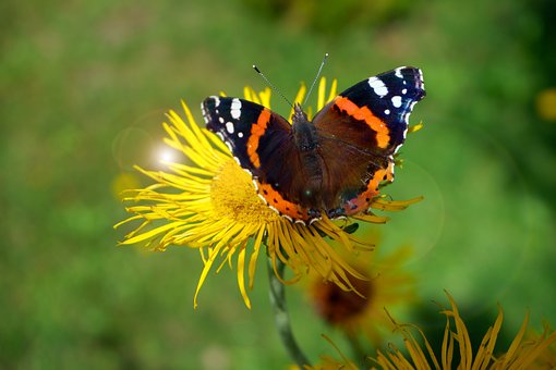 Schmetterling, Schöne Blumen, Insekt