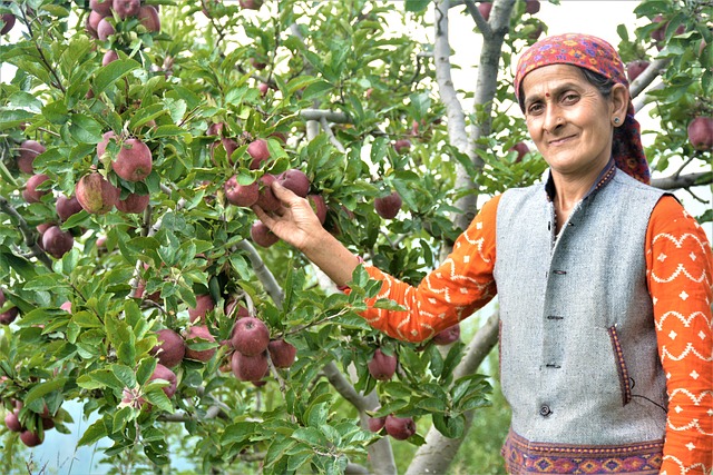 Free Apple Himachal Shimla Women Empowerment photo and picture