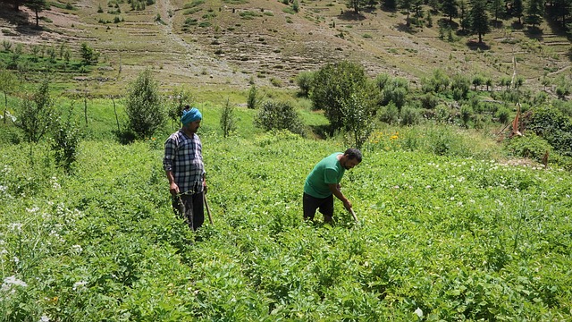 Free Himachal Potato Farming Spiti photo and picture