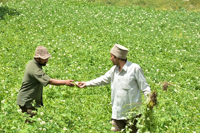 Free Himachal Potato Farming Spiti photo and picture