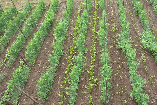 Free Multicrop Natural Farming Spnf photo and picture