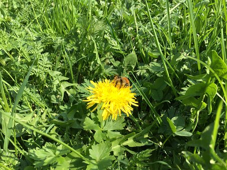 Bloem, Bij, Paardebloem