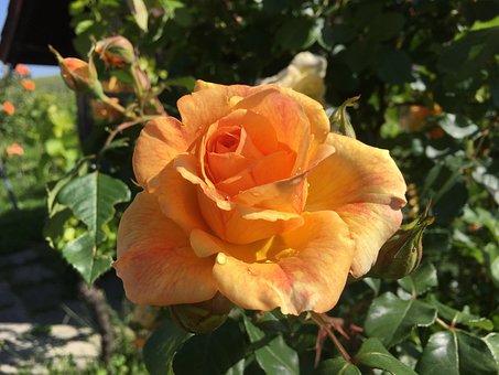 Roos, Bloem, Rozenbloesem
