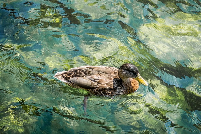 Free Duck Pond photo and picture