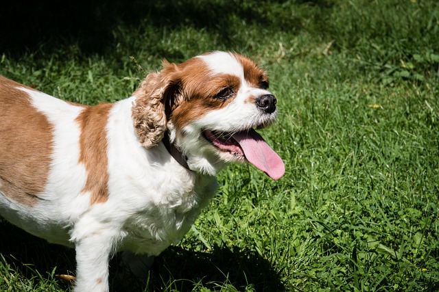 Free Dog Grass photo and picture