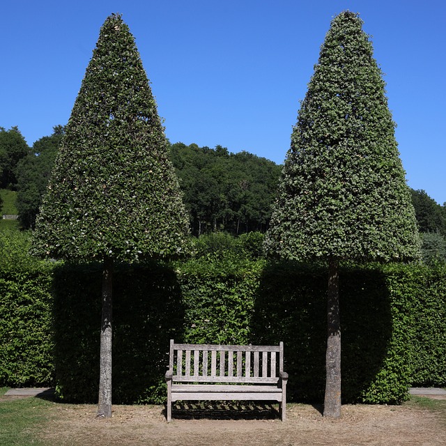 Baum, Bank, Hecke, Garten, Topiari