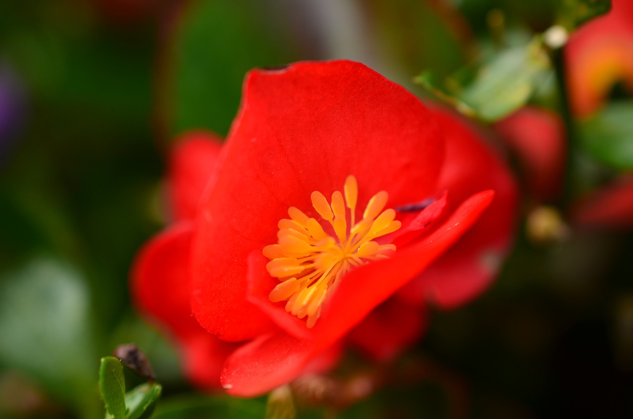 Flowers Petals Leaves Free photo on Pixabay Pixabay
