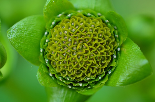 nature, mandala, natural, plant, forest, leaves, mandala, mandala, mandala, mandala, mandala
