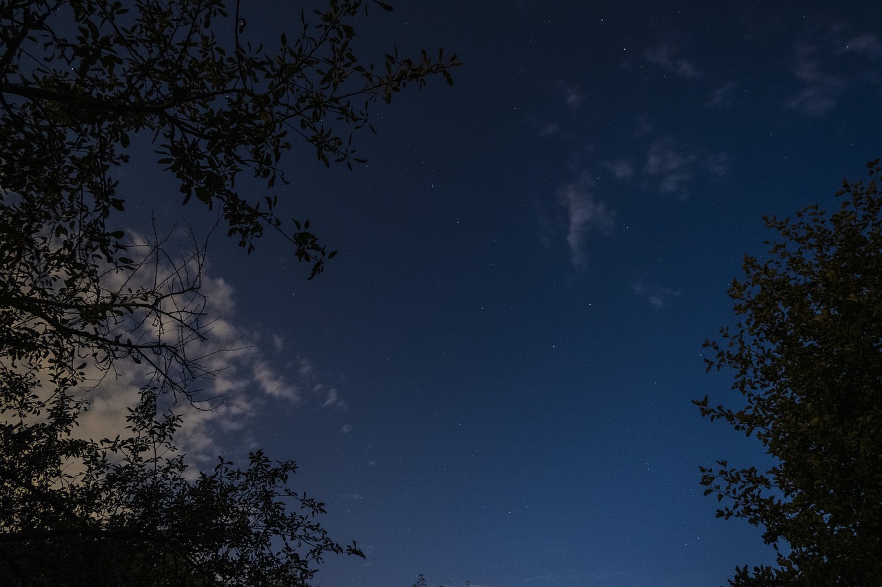 夜晚 星星 森林 - Pixabay上的免费照片 - Pixabay