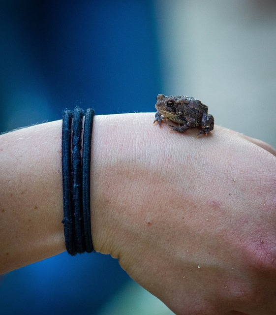Frosch, Hand, Tier, Natur, Halten