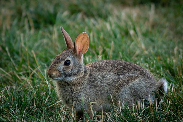 Hase, Tierwelt, Natur, Tier, Draußen
