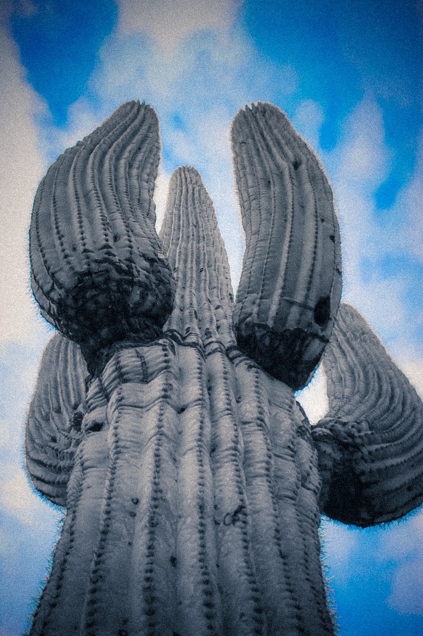 Arizona Cactus Desert Free photo on Pixabay