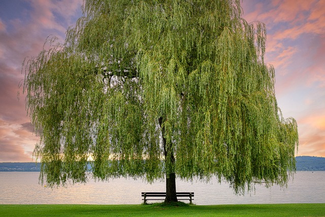 Free Sunset Tree photo and picture