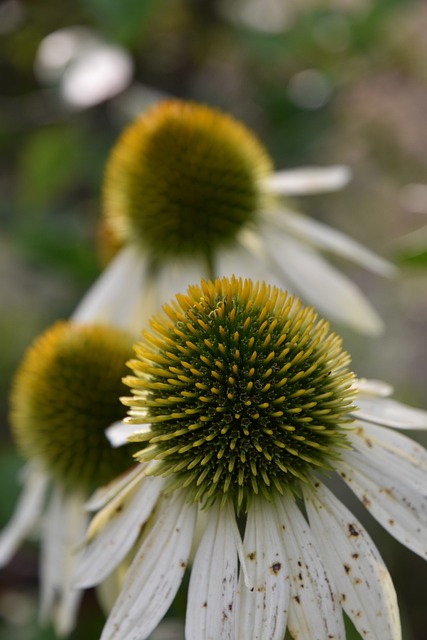 Blomst, Marguerite, Kronblade