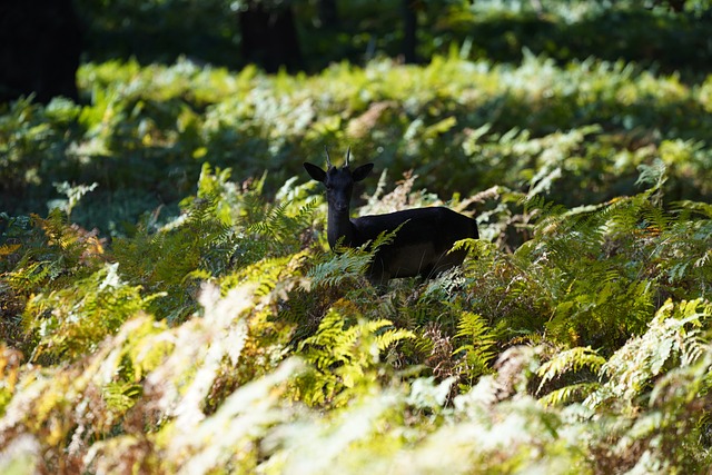 Free Black Deer Deer photo and picture