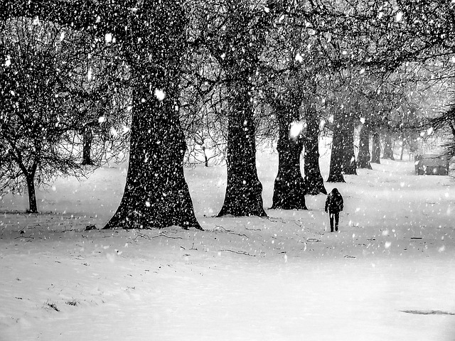 Free Snow Snow Storm photo and picture