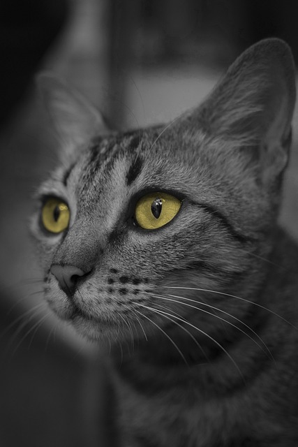 Free Cat'S Eyes Cat photo and picture