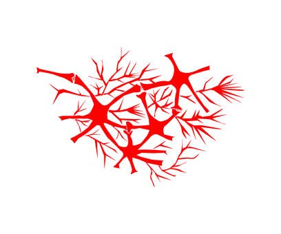 Neuron, Neurocyt, Celle, Axon, Nerver