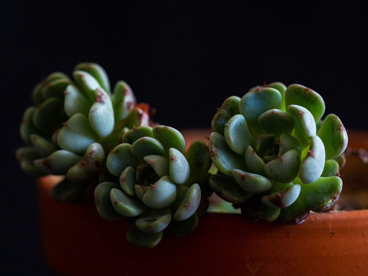 Rosette Succulent Plants - Free photo on Pixabay - Pixabay