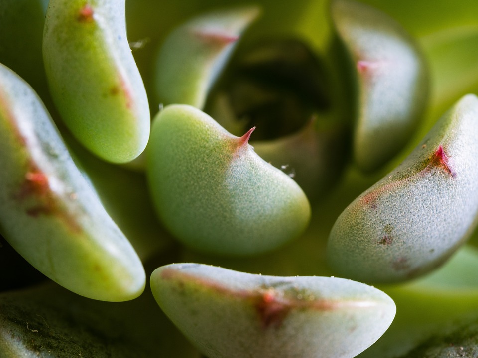 Tugi Root Succulent Claws Thorns - Free photo on Pixabay - Pixabay