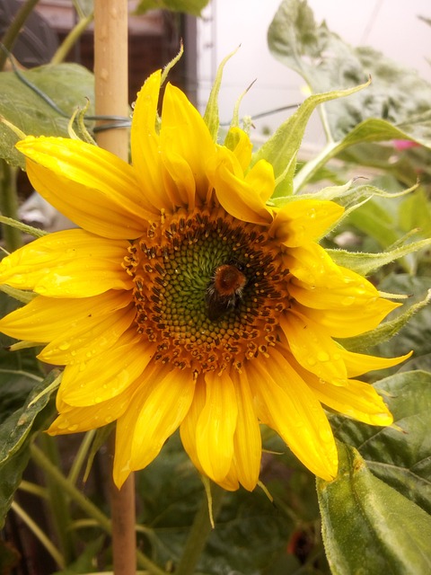 Free Sunflower Summer photo and picture