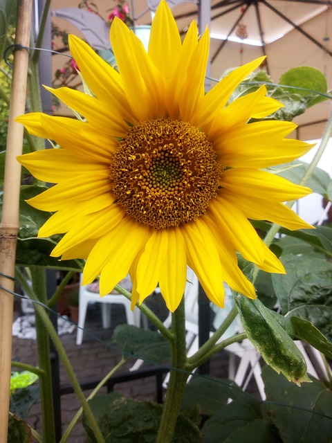 Free Sunflower Summer photo and picture