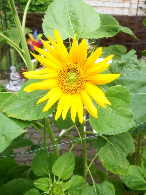 Free Sunflower Summer photo and picture