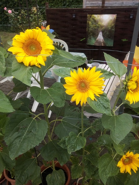 Free Sunflower Summer photo and picture