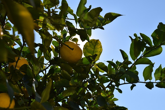 Free Lemon Tree Limon photo and picture