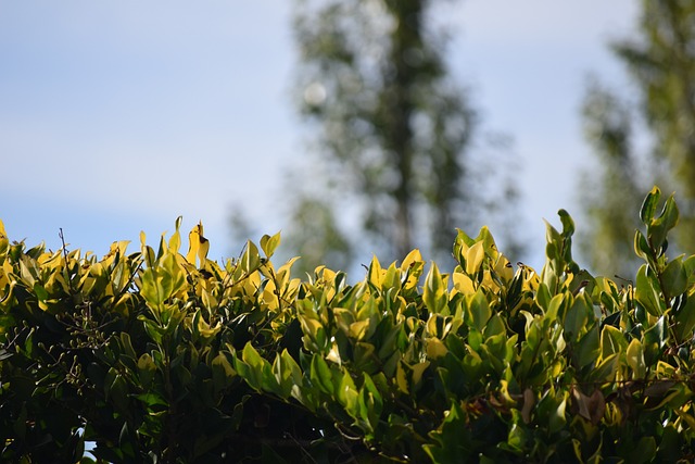 Free Trees Bush photo and picture
